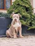 American bully suczka liliowa tricolor grubej kosci