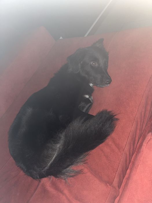 Molly cadela 1 ano +/-