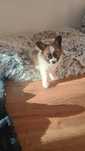 Piesek Papillon Spaniel Kontynentalny