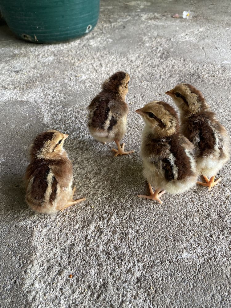 Pintainhos de várias raças: Leghorn tricolor, cream legbar, azur.