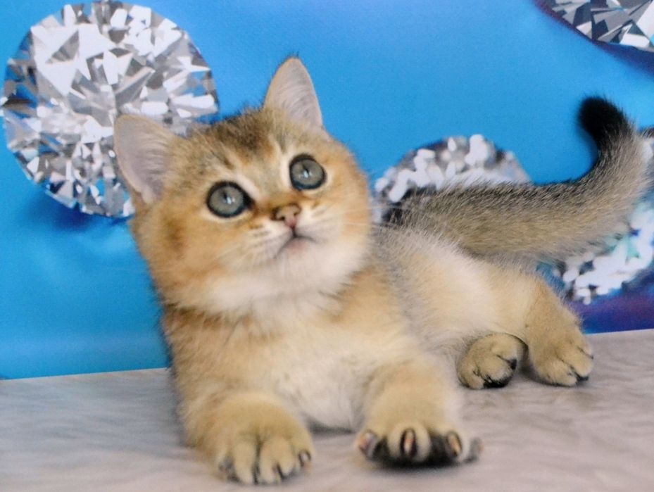 Британський кошеня золотий шиншила