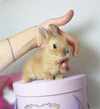 Карликовые мини кролики,міні кролик декоративний,карликові,декоративні