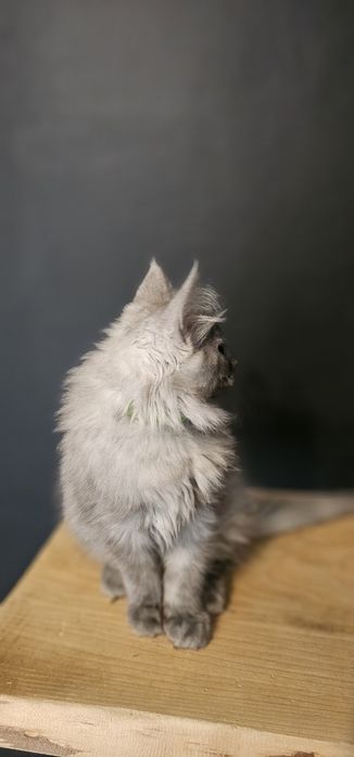 Koteczka Maine coon