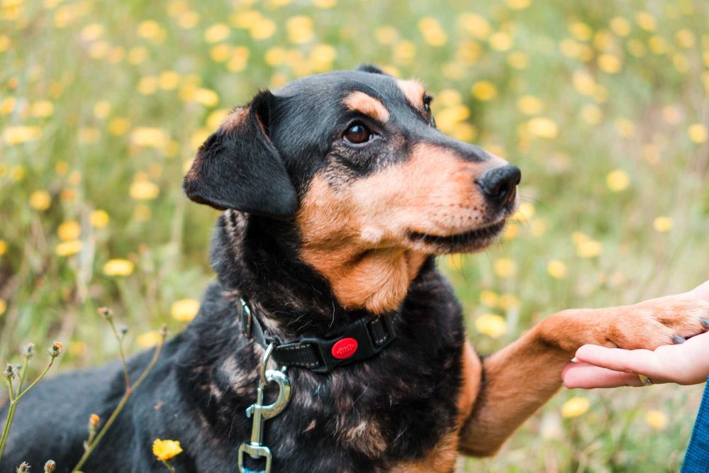 7 letni Diner do adopcji!