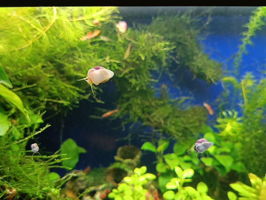 Ślimaki akwariowe fioletowe, różowe i błękitne