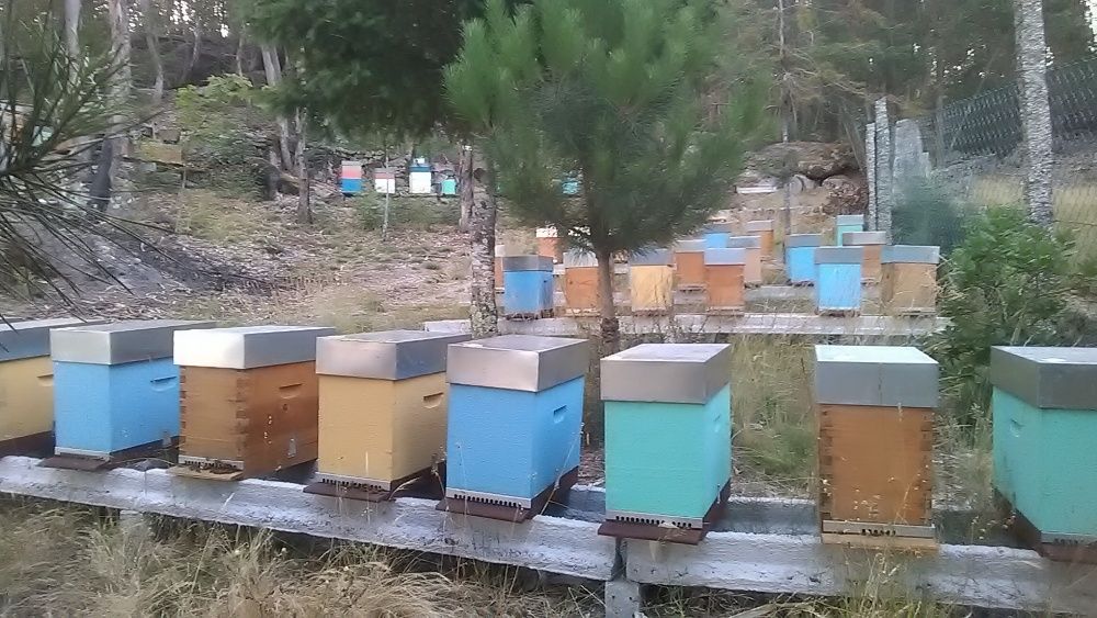 Enxames de abelhas Apis mellifera e rainhas