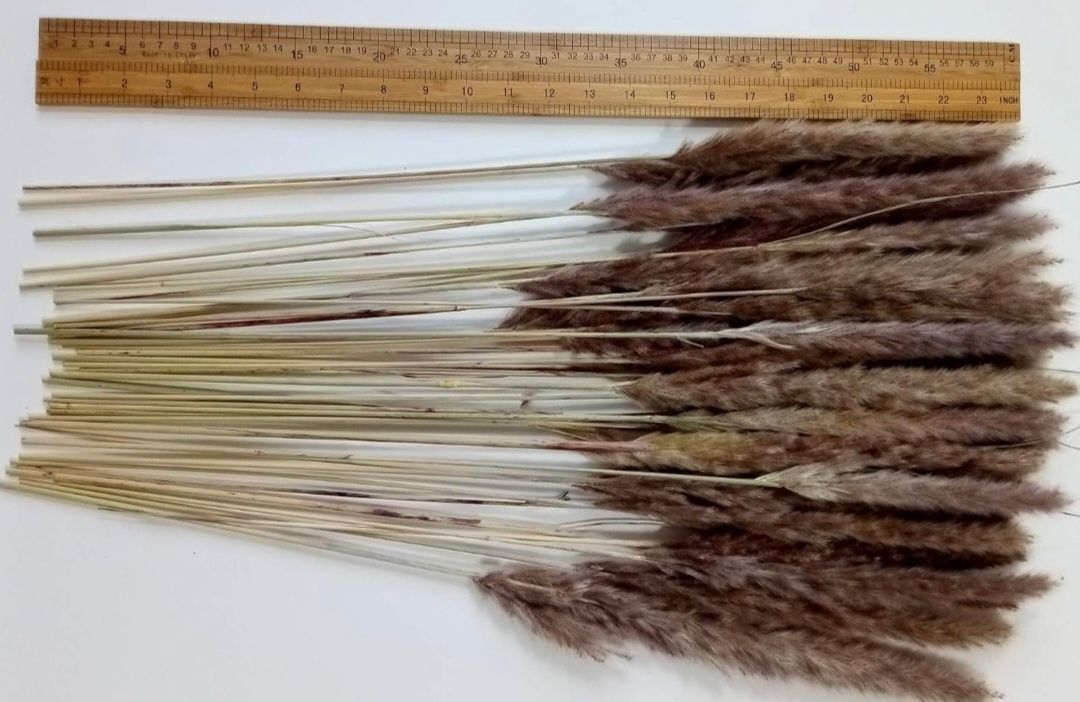 Trawa pampasowa brązowa 45 sztuk, 60 cm