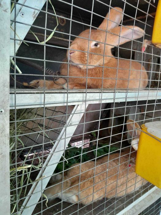 Кролики француський Бургунд на племя