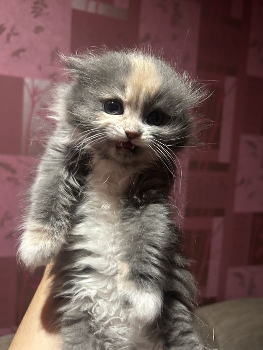 Кошеня дуже гарне і грайливе( дівчинка).