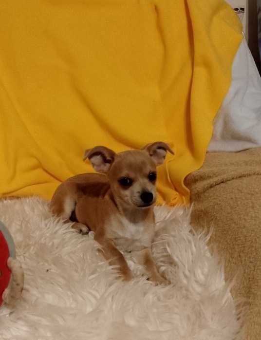 Chihuahua dziewczynka
