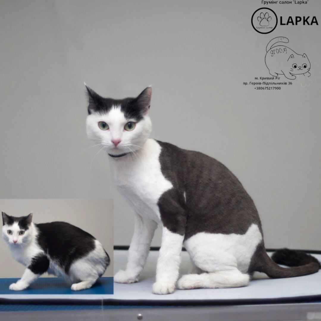 Стрижка котів та собак.