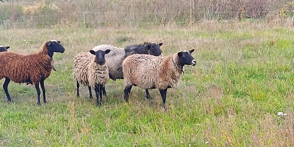 Вівці , ярки , овечки 75грн/кг