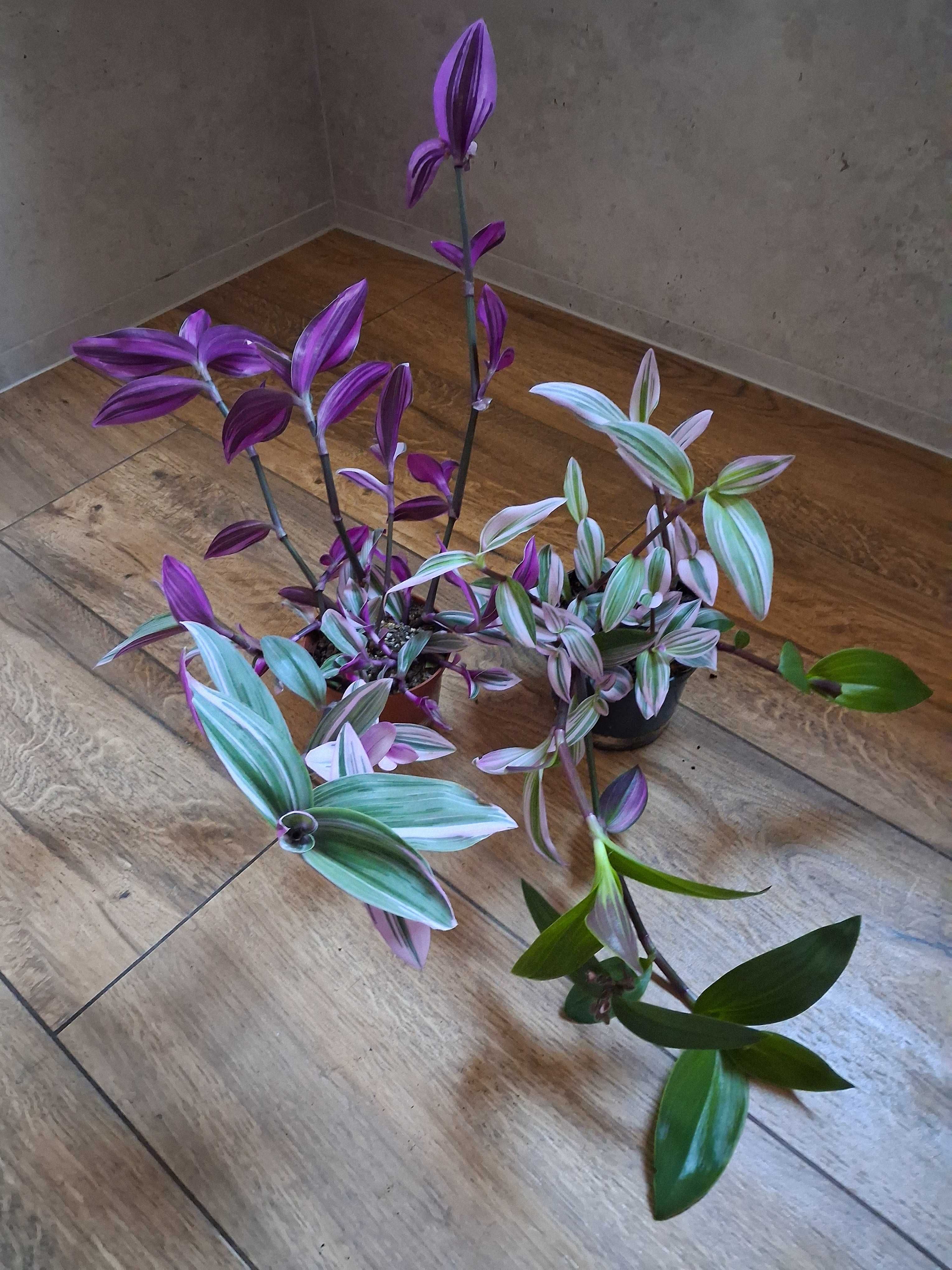 Tradescantia 'Nanouk' Trzykrotka