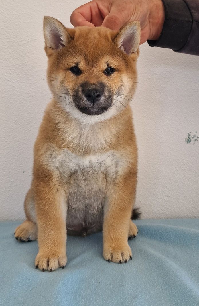 Shiba inu com pedigree pronto para entregua