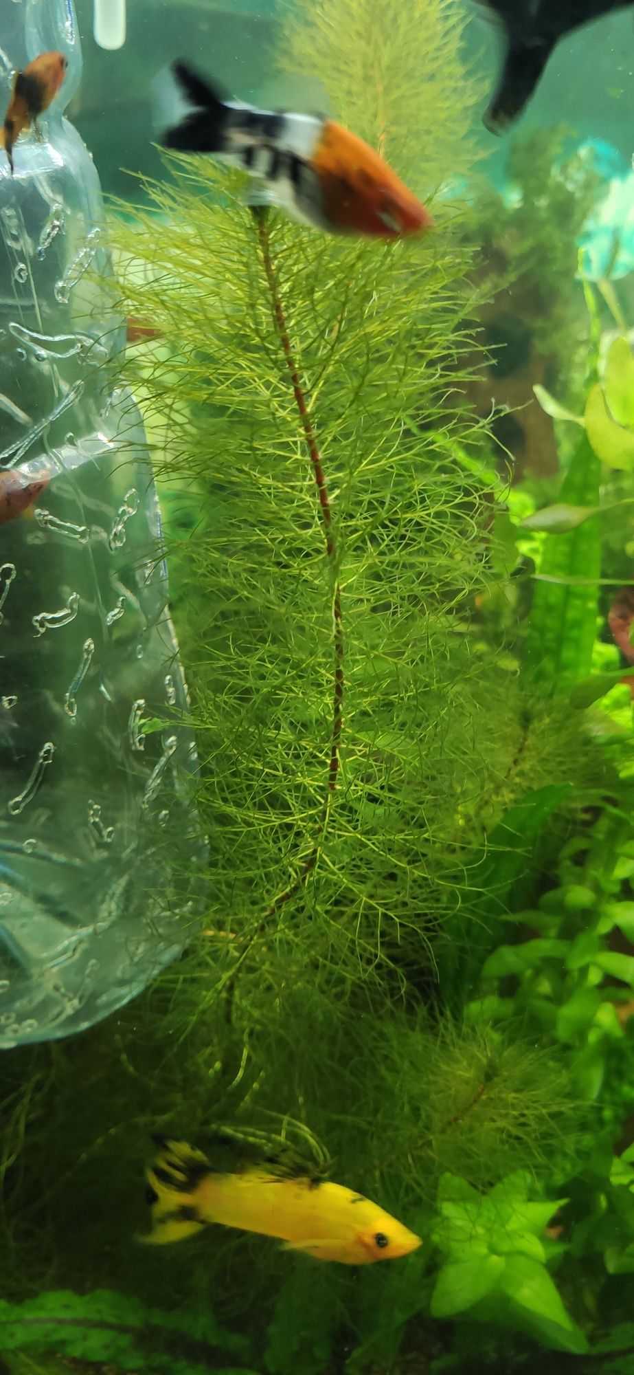 roślina do akwarium Wywłócznik pierzasty