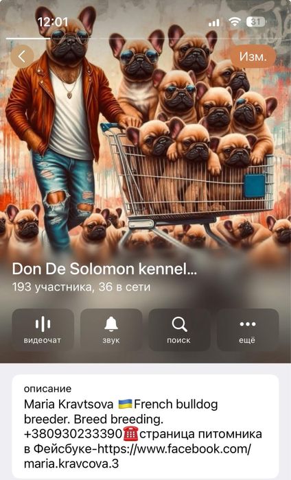 Девочка французский бульдог