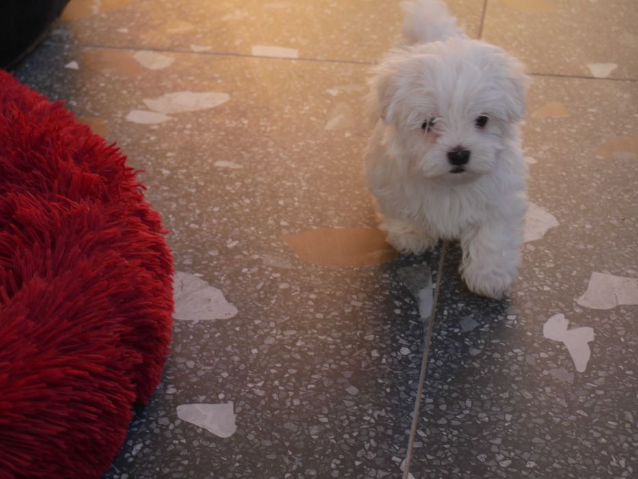 Maltańczyk  MINI piesek