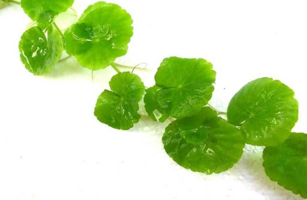 Щитолистник. Акваріумні рослини