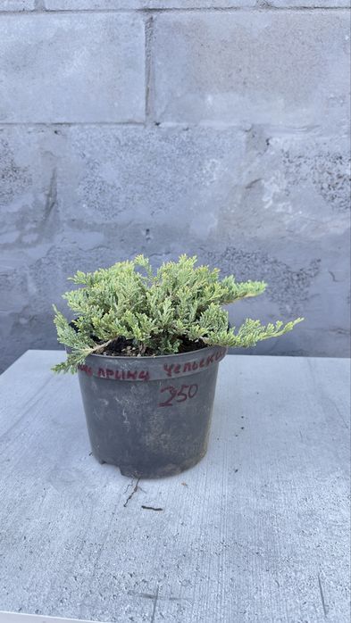 Туя смарагд західна,ялівці різного виду,магнолія,сакура,ялина,гортензі