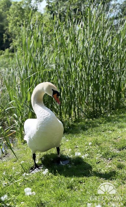 Чапаївка-Будинок з виходом до річки + ділянка 10 соток