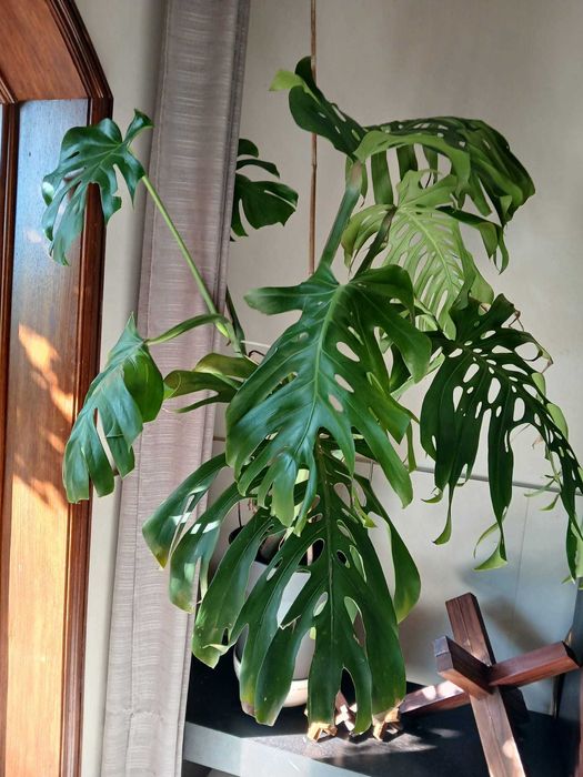 Vendo cactos aloe vera, candelabro e monsteras