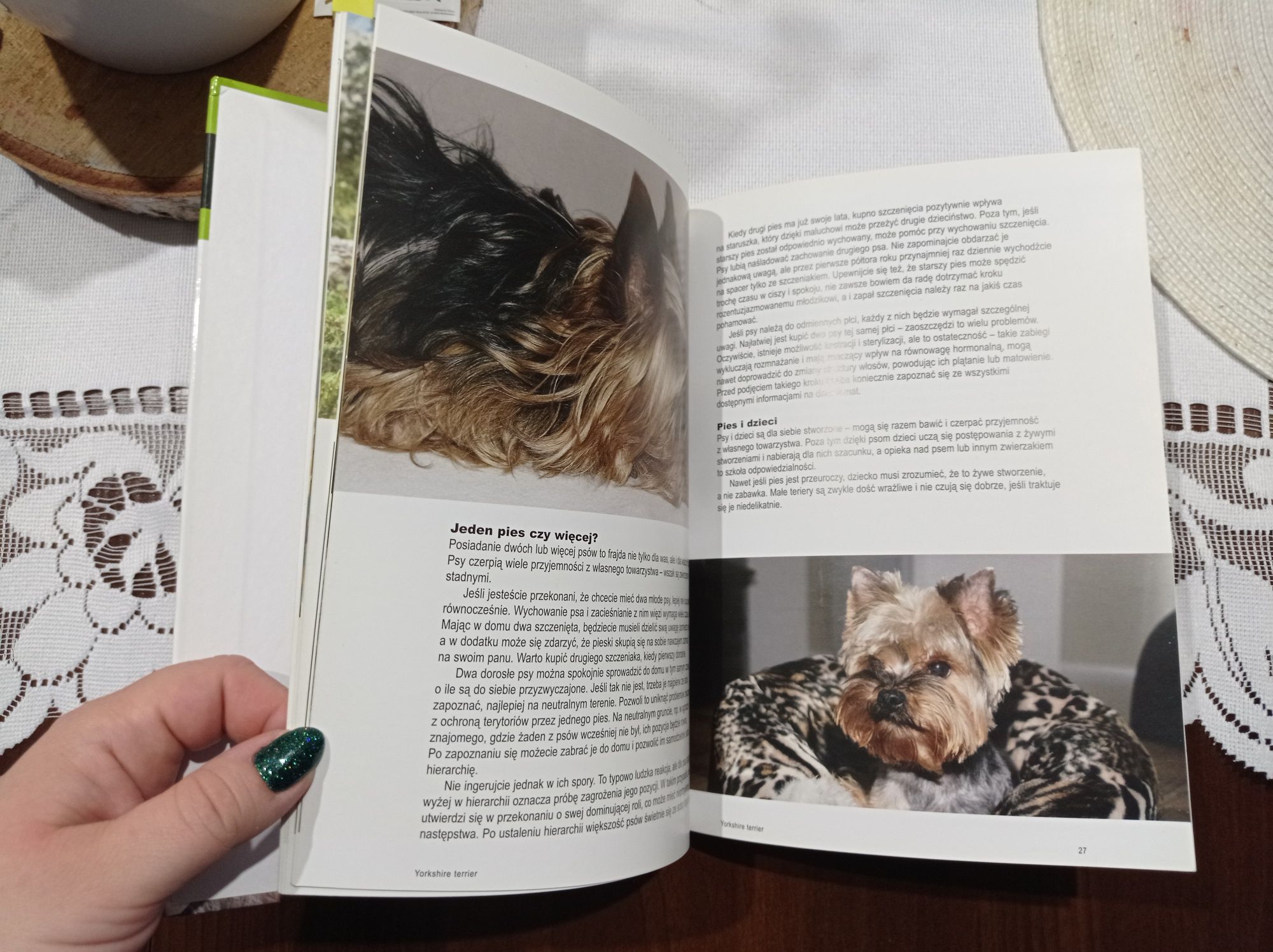 Książka poradnik hodowcy Yorkshire terrier