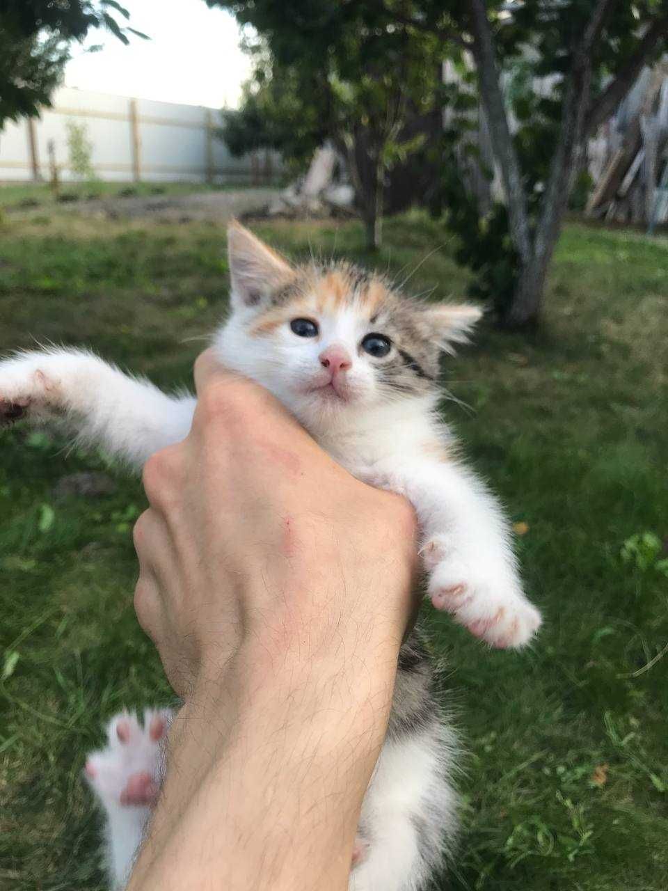 Кошенята 1,5 місяці