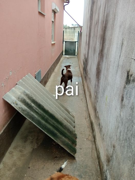 Cão de 4 meses para dar