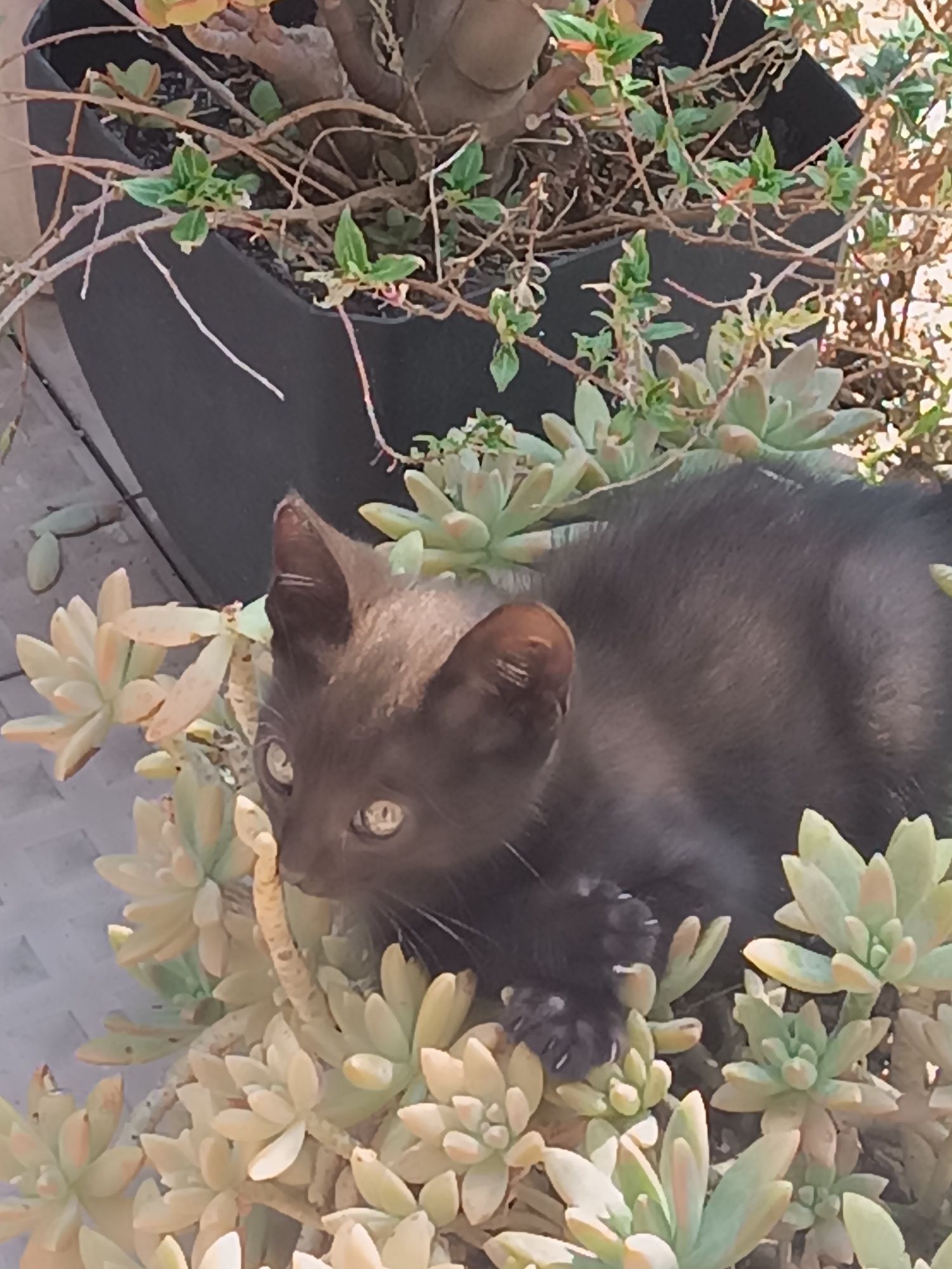 Para uma adoção responsável : gatinhos