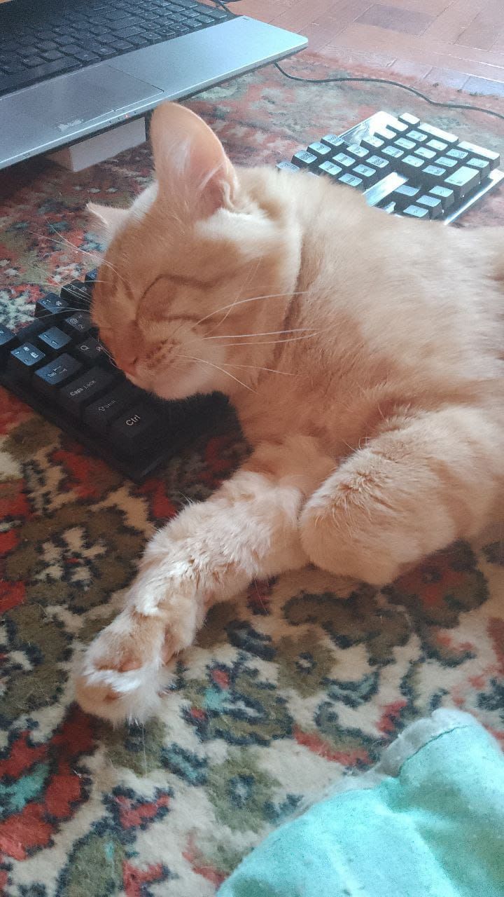 Отдам котов рыжиков