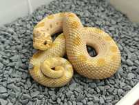 Wąż Heterodon zachodni / Toffebelly anaconda ph. 50% albino / Samiec