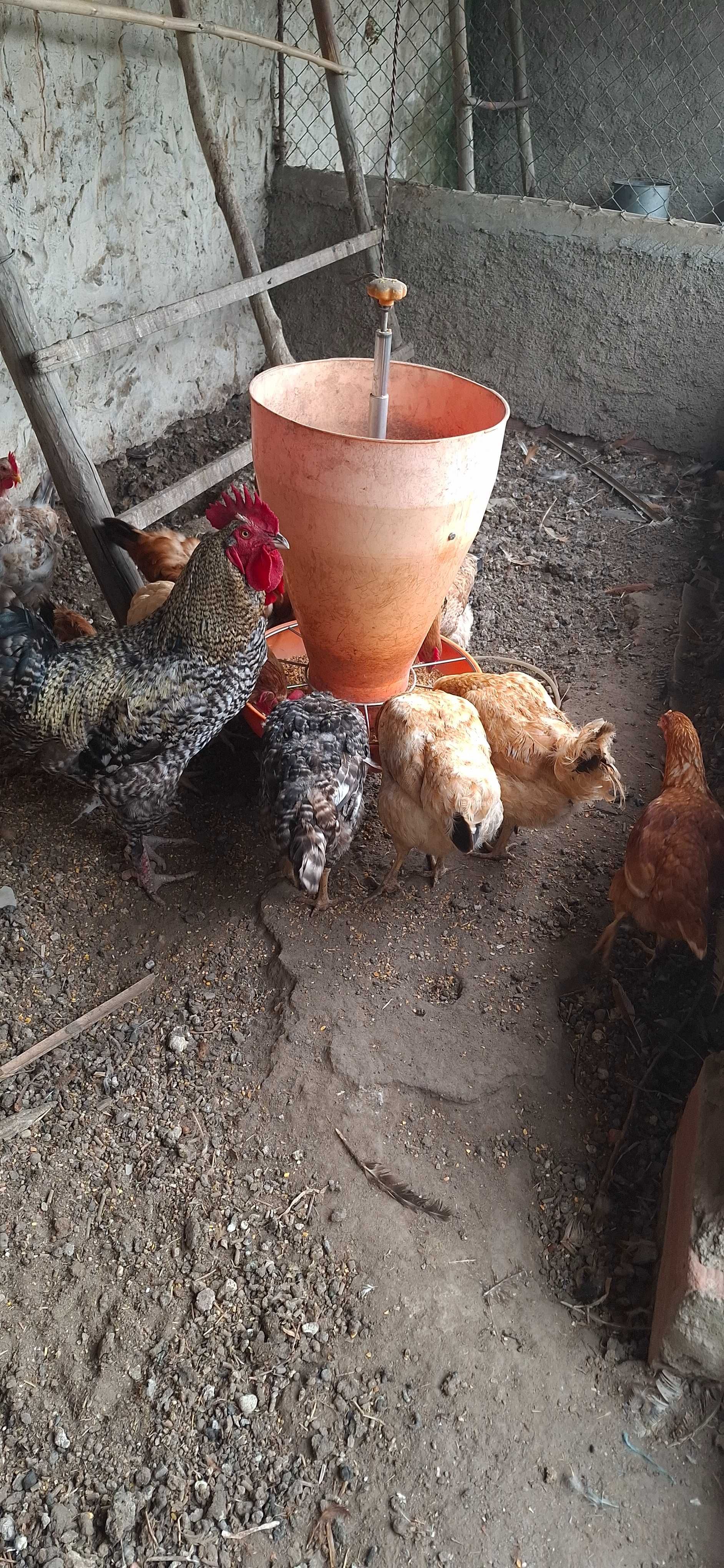 Galos e galinhas