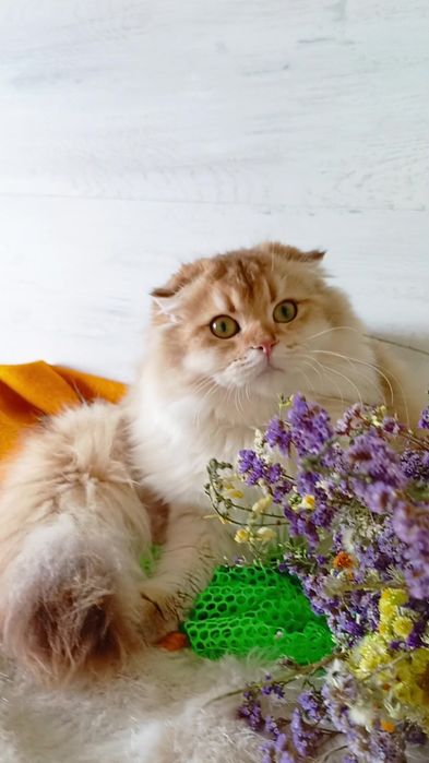 Класснючая вислоухая девочка золотая шиншилла Хайленд