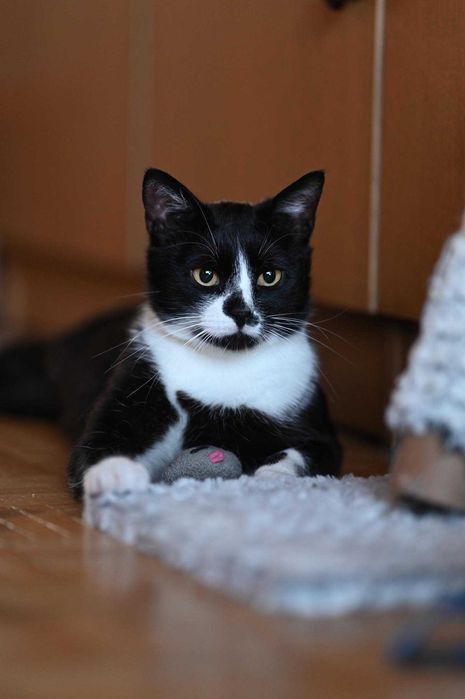 Romek - uroczy dżentelmen do adopcji!