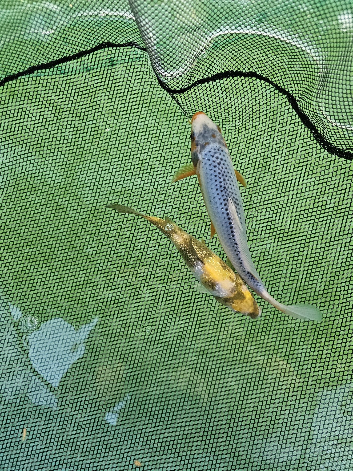 Japoński Karp koi 15 - 25cm