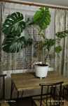 Kwiat monstera żywy