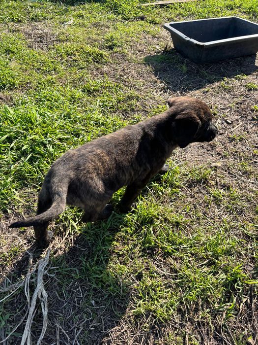 Cadela castro laboreiro