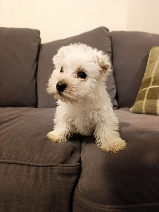 Sunia West Highland White Terrier