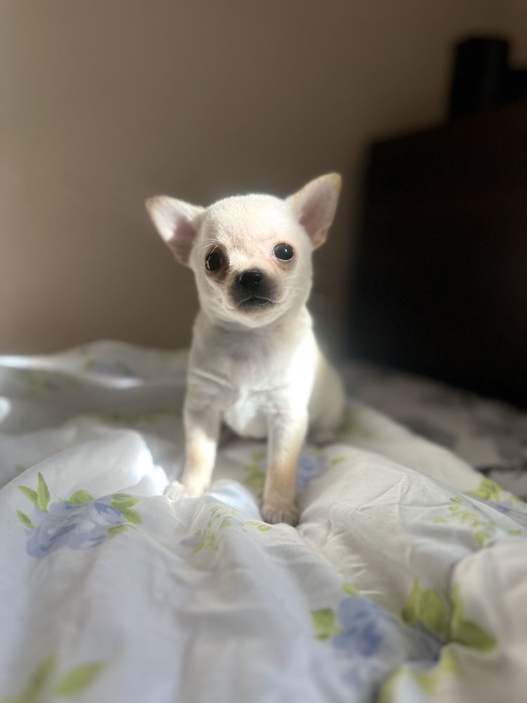Chihuahua krótkowłosa