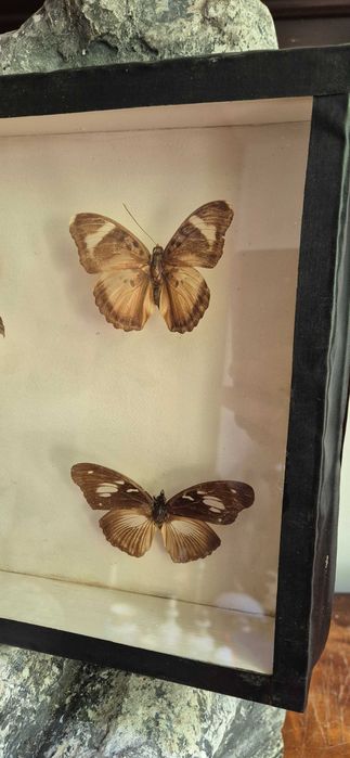 Kolekcjonerska gablota Brazylijskie motyle Antyk dekor lepidopterolog