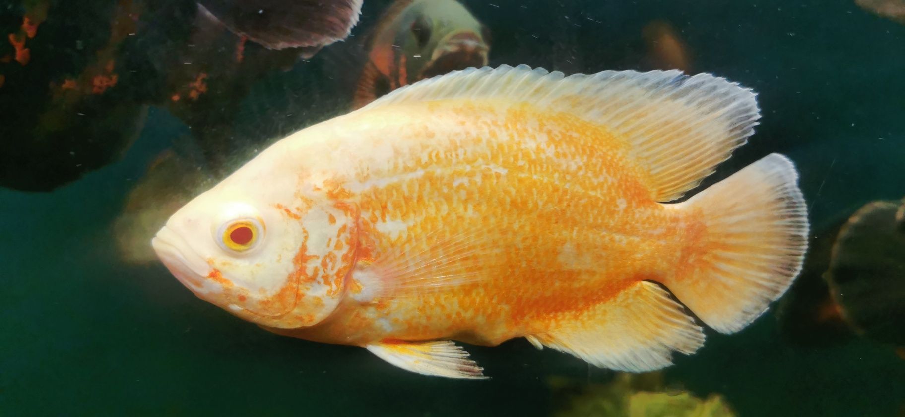 Pielęgnice pawiookie Red Oskar tajger red albino 10 - 16cm.