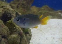Neopomacentrus nemurus. Morskie