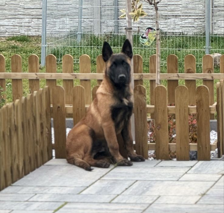 Owczarek belgijski malinois