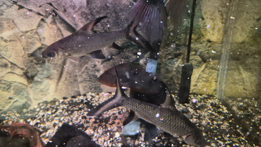 Ryby akwariowe duże!komplet za 100 cukierków!