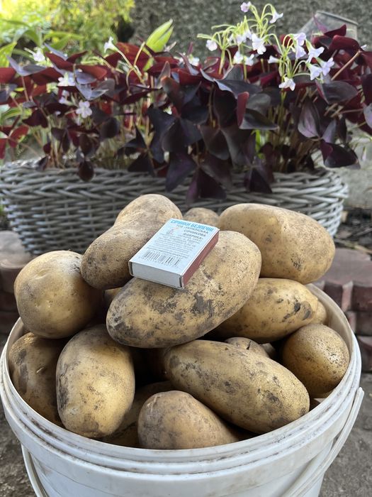 Продам картоплю Гранада