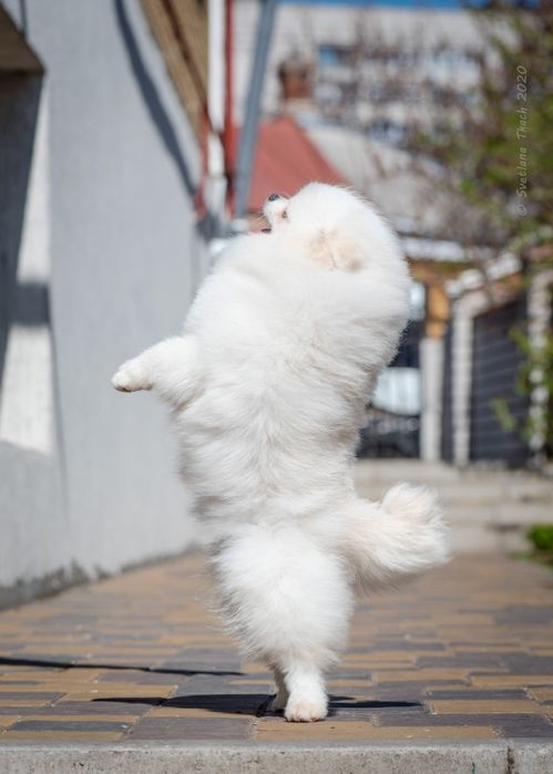 Померанские мальчики для вязок.