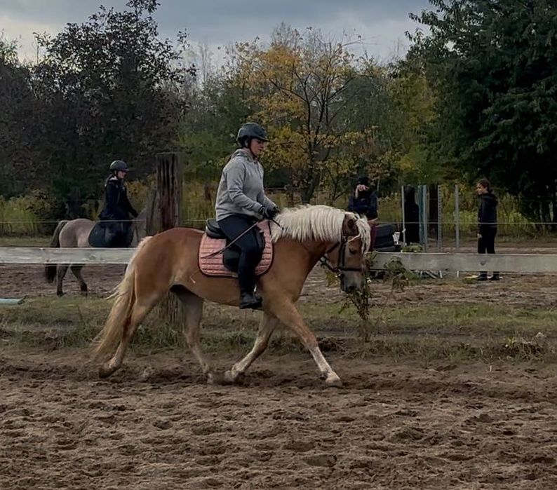 Haflinger hodowla/sport