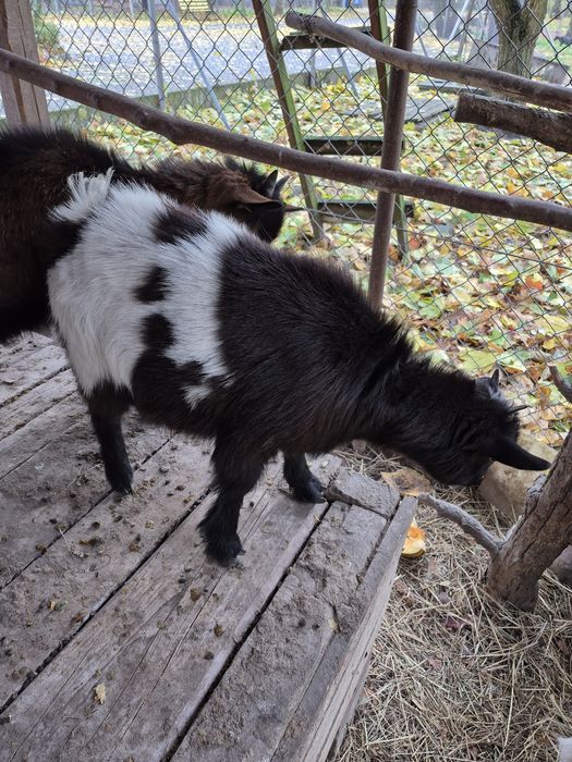 Kozy   miniaturki   na   prezenty   od   Św. Mikołaja   pod  choinkę.