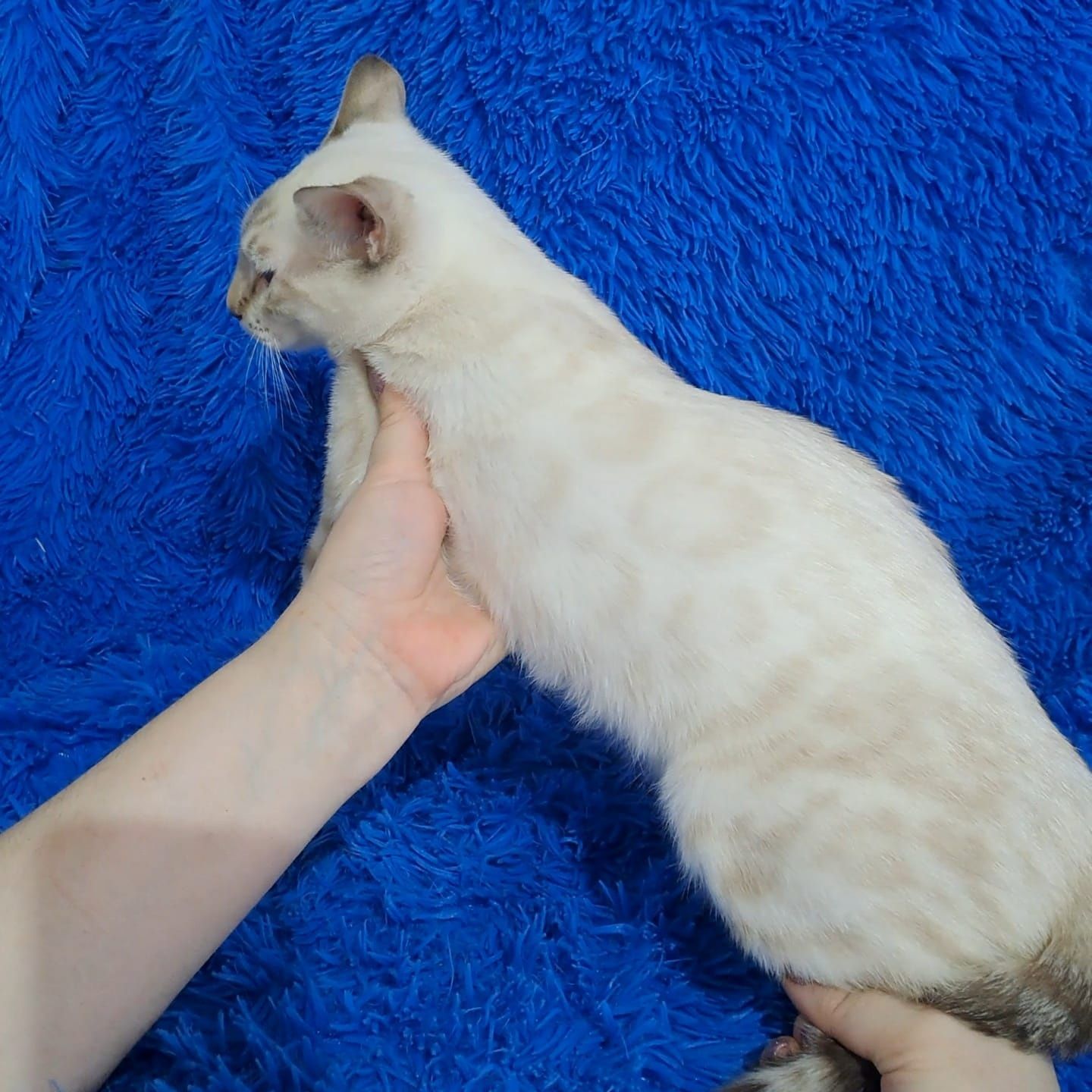 Бенгальский котёнок кот