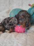 **CZESTER**jamnik miniaturowy piesek blue merle do rezerwacji